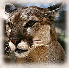 American Cougar Martial Arts